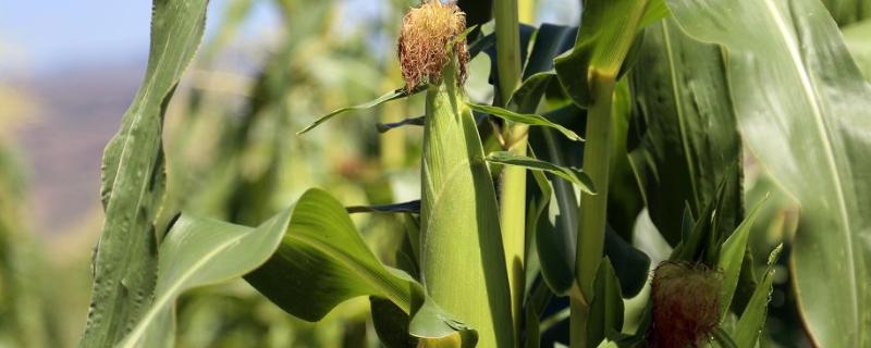 登海117玉米品种的特性，6月上旬至中旬播种