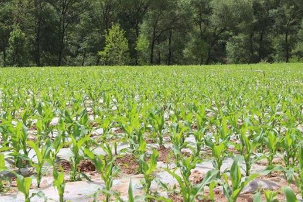 登海378玉米品种简介，夏播6月上旬至中旬播种