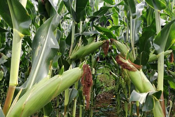 吉糯20号玉米种简介，适宜中等肥力以上地块栽培