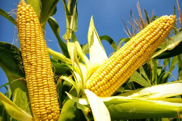 吉糯20号玉米种简介，适宜中等肥力以上地块栽培