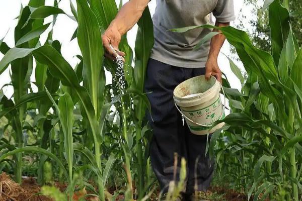斯达甜224玉米种子介绍，每亩种植密度3500株