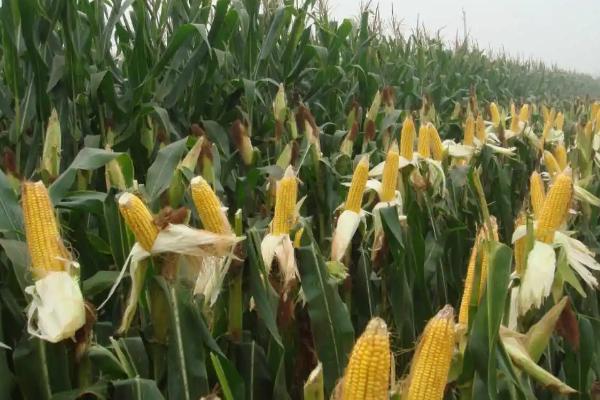 龙玉118玉米品种的特性，3月上旬至5月上旬播种