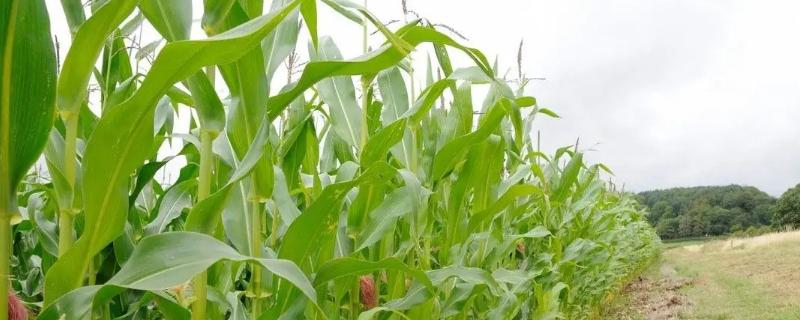 天泰316玉米品种简介，中抗大斑病