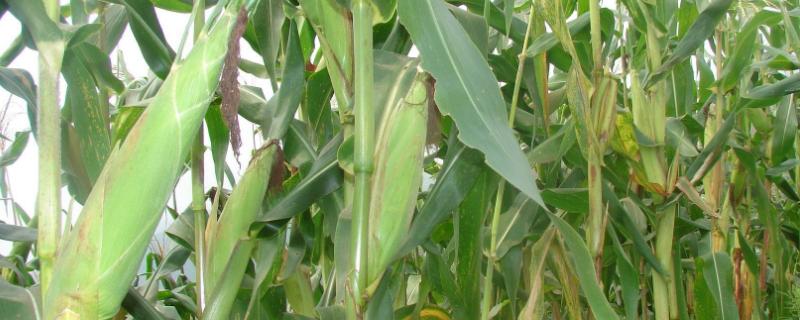 龙玉118玉米品种的特性，3月上旬至5月上旬播种