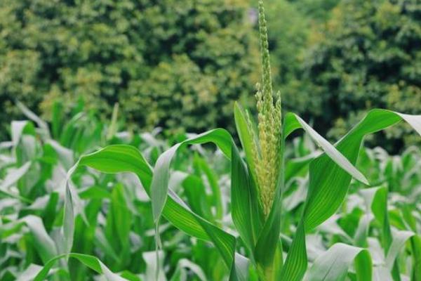 三力589玉米种简介，3月下旬至4月下旬播种
