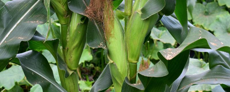 吉龙2号玉米种子简介，注意防治丝黑穗病和穗腐病