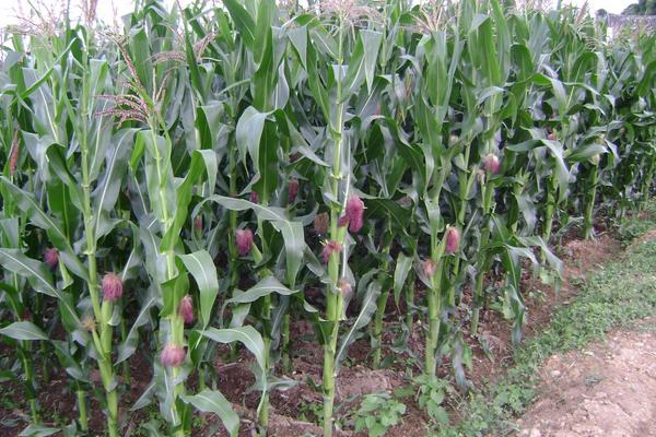 惠民401玉米种子特点，播种时间在4月下旬到5月上旬