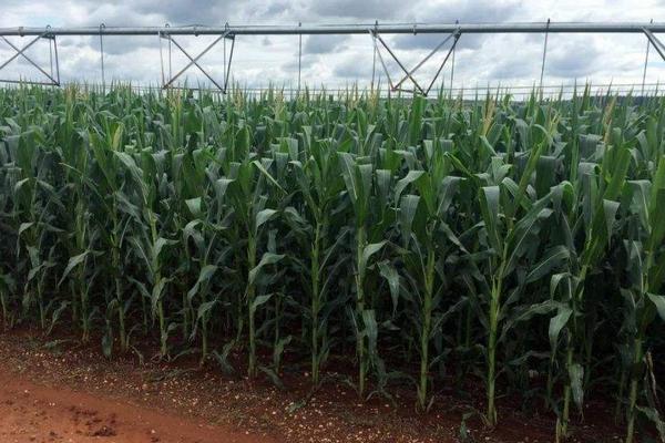 兰德玉24玉米品种简介，每亩适宜种植密度5000株