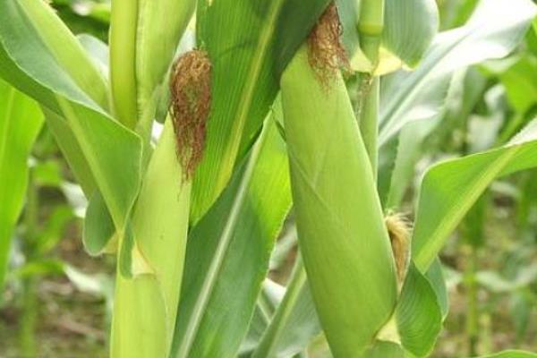 玉迪601玉米种子介绍，6月20日前播种