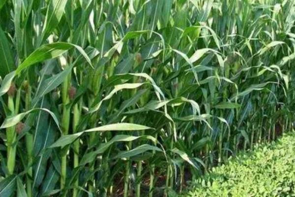 福育987玉米种子特征特性，中等肥力以上地块栽培