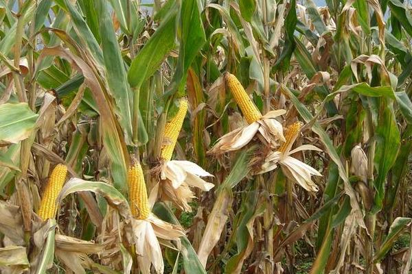 福育987玉米种子特征特性，中等肥力以上地块栽培