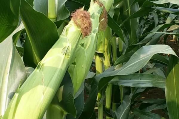 登海687玉米种简介，6月上旬至中旬播种