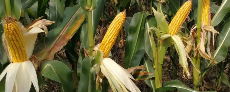 QS2788玉米种子介绍，4月下旬至5月上旬播种