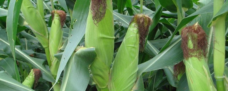 京科986玉米品种简介，每亩适宜种植密度4000株