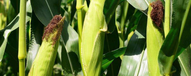 成青398玉米种子特征特性，注意瘤黑粉病防治
