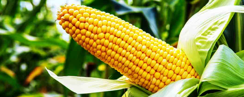 豫丰98玉米品种简介，播种期5月下旬至6月上中旬