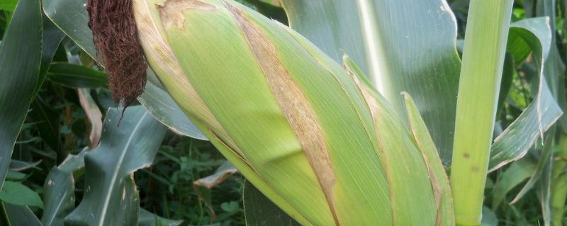 中智1号玉米种子介绍，大喇叭口期注意防治玉米螟
