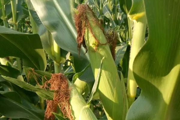 新单65玉米种子特征特性，亩种植密度5000株