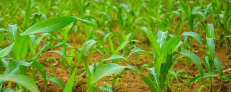 连胜2025玉米品种简介，夏播区6月上中旬播种