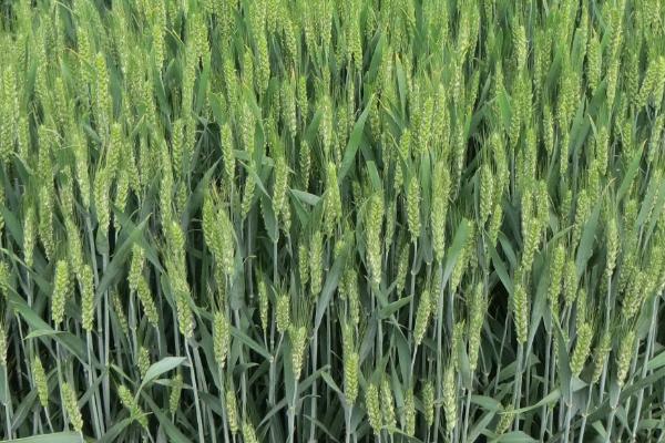 圣麦102小麦种子特点，比对照品种良星99熟期略早