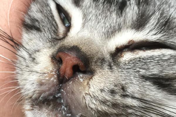 猫鼻支的感染源，除了猫疱疹病毒外还有猫杯状病毒