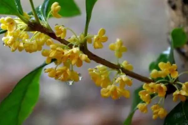 山桂花的繁殖方法，可选择播种法、嫁接法、扦插法等