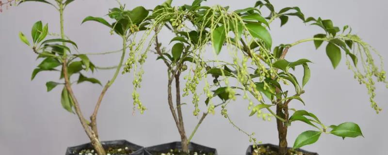 马醉木的种植方法，对枝条涂抹生根粉再插入土壤中