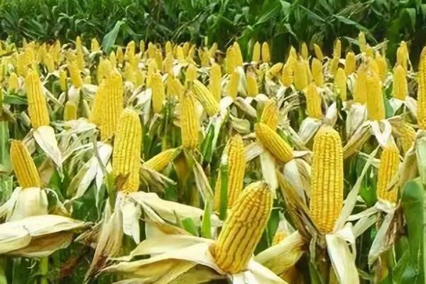 成玉668玉米种简介，种植密度为4500株/亩左右