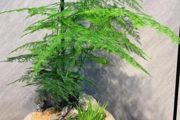 文竹叶面水一天喷几次，一天喷一次即可