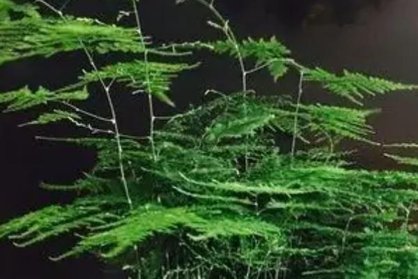 文竹叶面水一天喷几次，一天喷一次即可