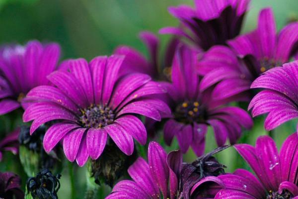 紫色非洲菊的花语，寓意互敬互爱、神秘等