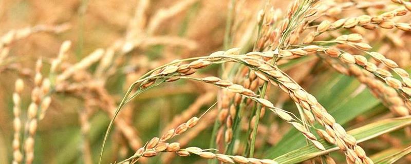 C两优673水稻种子介绍，大田每亩用种量0.85千克