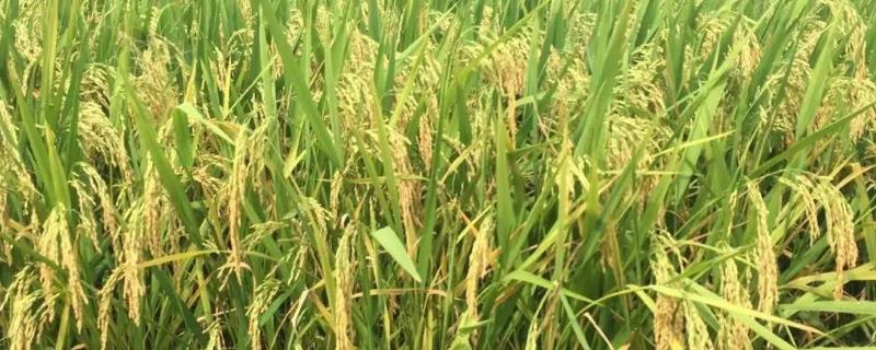 常优998水稻种子简介，搁田前后及时防治纹枯病