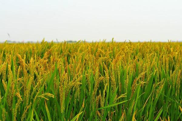 隆晶优4171水稻种简介，稻瘟病重发区注意防治稻瘟病