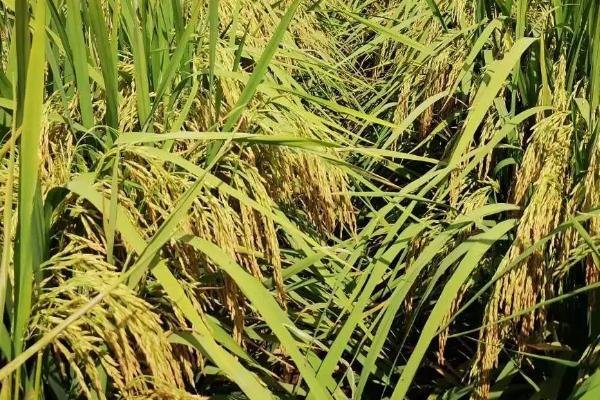 科优1103水稻种子特点，每亩有效穗数15.5万穗