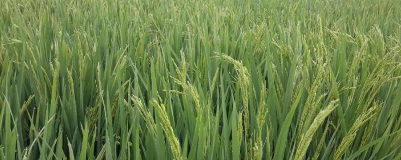 隆两优298水稻品种的特性，每亩有效穗数14.0万穗