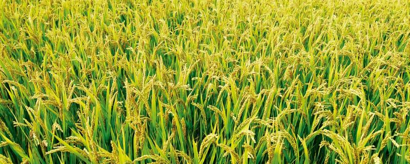 正优327水稻种子简介，每亩有效穗数16.3万穗