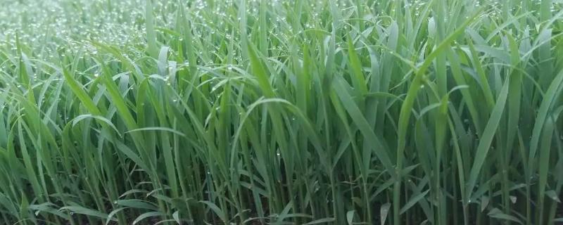 宜优2108水稻品种的特性，尤其注意防治稻瘟病