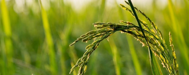 浙粳优1578水稻种子特点，秧田每亩播种量不超过15千克