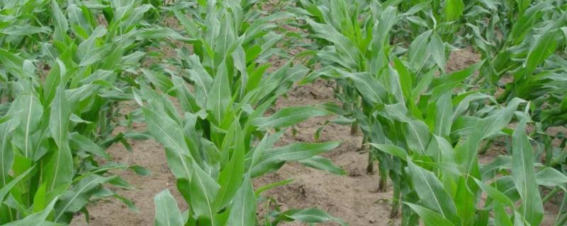 美玉20号玉米品种的特性，在中等肥力以上地块栽培