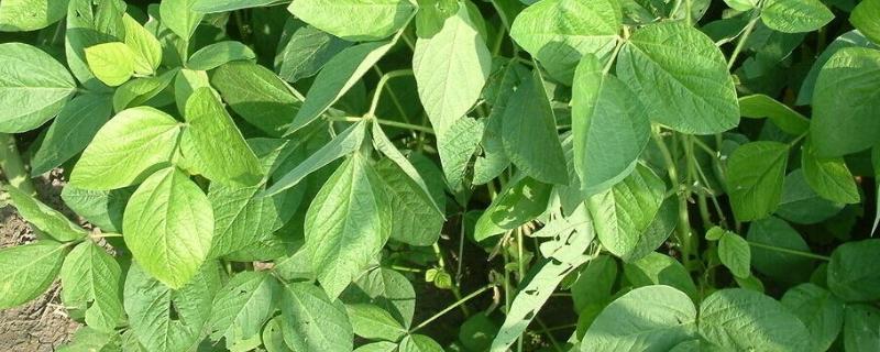 科豆7号大豆品种简介，发生病虫危害及时喷药防治