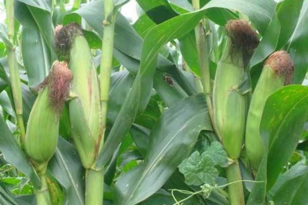 冀农802玉米品种的特性，播种深度一般掌握在5厘米左右