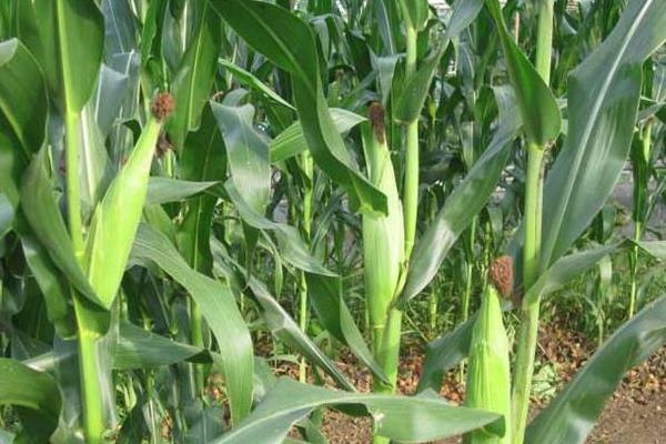 冀农802玉米品种的特性，播种深度一般掌握在5厘米左右