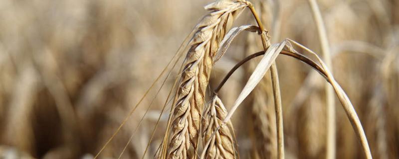 轮选310小麦种子特征特性，中抗叶锈病