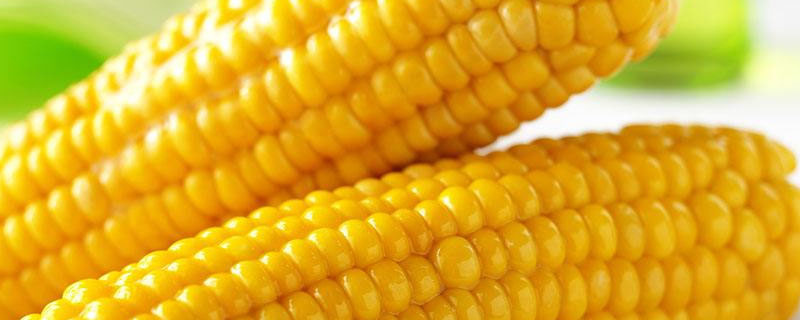益机收1号玉米品种简介，生育期107天左右