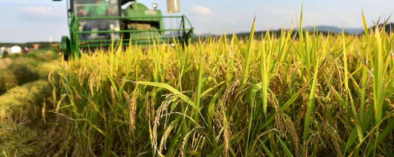 梦两优黄莉占水稻种子特征特性，秧田亩播种量8～10千克