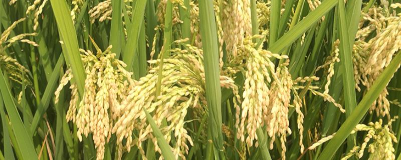 深两优867水稻品种的特性，一般7月上中旬播种