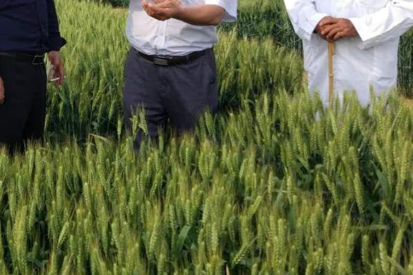 丹麦118小麦种子简介，每亩适宜基本苗12万－20万