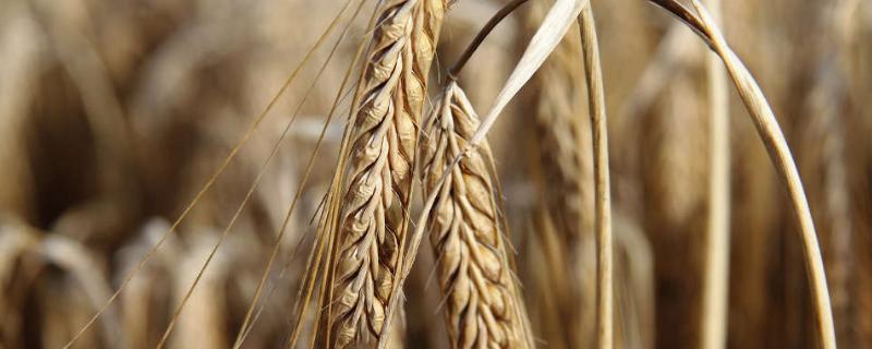 泛育麦17小麦种子特点，每亩适宜基本苗14万－20万