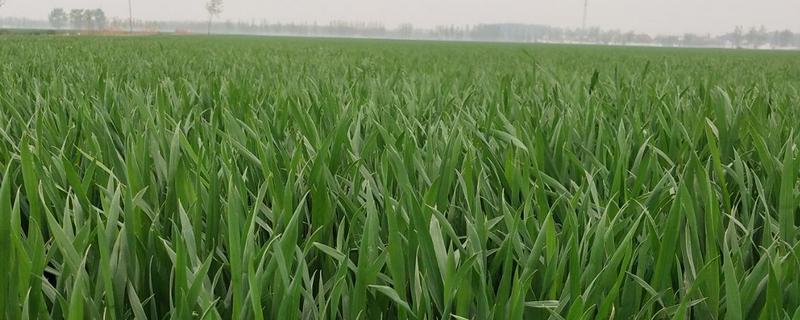 平安518小麦品种的特性，高抗叶锈病